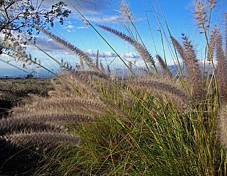 photography/wind_in_the_grass_1563691191.jpg